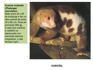 Cuscús moteado
(Phalanger
maculatus).
Mide entre 35 y 65
de lonxitude e ten un
rabo prensil de entre
30 e 60 cm. Pesa en
promedio 800 gr.
O pelo dos machos
é castaño ou
alaranxado con
manchas blancas
irregulares, o das
femias é gris.
cuscús,
 