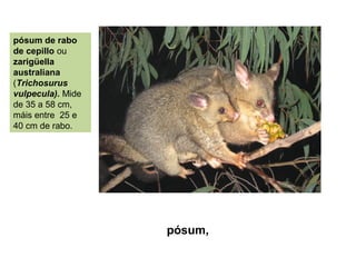 pósum de rabo
de cepillo ou
zarigüella
australiana
(Trichosurus
vulpecula). Mide
de 35 a 58 cm,
máis entre 25 e
40 cm de rabo.
pósum,
 