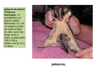 petauro do azúcre
(Petaurus
breviceps). É
semellante a un
esquío voador.
Mide entre 13 y 18
cm desde a punta
do fuciño á base
do rabo, que é tan
longo como o
corpo, e pesa entre
100 e 150 g.
Poden vivir de 10 a
12 anos.
petauros,
 