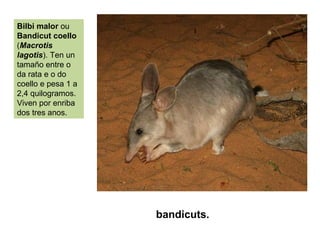 Bilbi maIor ou
Bandicut coello
(Macrotis
lagotis). Ten un
tamaño entre o
da rata e o do
coello e pesa 1 a
2,4 quilogramos.
Viven por enriba
dos tres anos.
bandicuts.
 