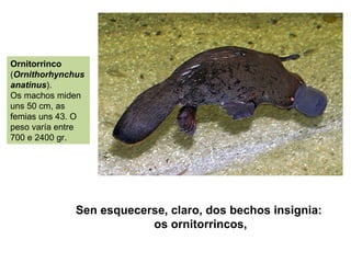 Ornitorrinco
(Ornithorhynchus
anatinus).
Os machos miden
uns 50 cm, as
femias uns 43. O
peso varía entre
700 e 2400 gr.
Sen esquecerse, claro, dos bechos insignia:
os ornitorrincos,
 