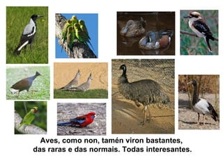 Aves, como non, tamén viron bastantes,
das raras e das normais. Todas interesantes.
 