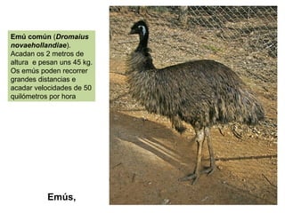 Emús,
Emú común (Dromaius
novaehollandiae).
Acadan os 2 metros de
altura e pesan uns 45 kg.
Os emús poden recorrer
grandes distancias e
acadar velocidades de 50
quilómetros por hora
 