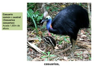 casuarios,
Casuario
común o austral
(Casuarius
casuarius)
Acada 1,80m de
altura
 