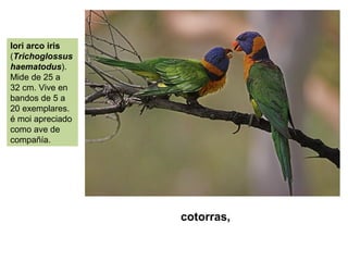 cotorras,
lori arco iris
(Trichoglossus
haematodus).
Mide de 25 a
32 cm. Vive en
bandos de 5 a
20 exemplares.
é moi apreciado
como ave de
compañía.
 