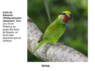 loros,
lorito de
Edwards
(Psittaculirostris
edwardsii). Mide
uns 18 cm.
Pertence ao
grupo dos loros
de figueira, os
loros máis
pequenos que se
coñecen
 