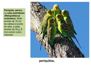 periquitos,
Periquito, perico,
ou cata australiana
(Melopsittacus
undulatus). Mide
arredor de 19 cm
da cabeza á punta
do rabo, e pesa
arredor de 35 g. É
moi común como
mascota.
 
