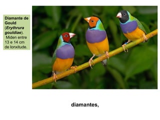 diamantes,
Diamante de
Gould
(Erythrura
gouldiae).
Miden entre
13 e 14 cm
de lonxitude.
 
