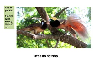 aves do paraíso,
Ave do
paraíso
(Paradi
saea
minor).
Mide 30
cm
 