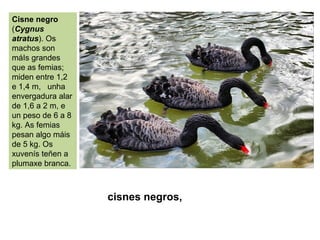 cisnes negros,
Cisne negro
(Cygnus
atratus). Os
machos son
máIs grandes
que as femias;
miden entre 1,2
e 1,4 m, unha
envergadura alar
de 1,6 a 2 m, e
un peso de 6 a 8
kg. As femias
pesan algo máis
de 5 kg. Os
xuvenís teñen a
plumaxe branca.
 
