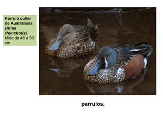 parrulos,
Parrulo culler
de Australasia
(Anas
rhynchotis).
Mide de 46 a 53
cm.
 