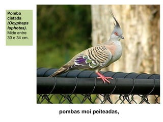 pombas moi peiteadas,
Pomba
cistada
(Ocyphaps
lophotes).
Mide entre
30 e 34 cm.
 