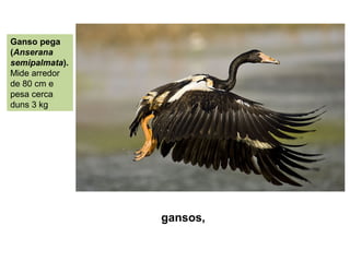 gansos,
Ganso pega
(Anserana
semipalmata).
Mide arredor
de 80 cm e
pesa cerca
duns 3 kg
 