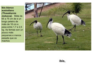 ibis,
Ibis blanco
australiano
(Threskiornis
molucca). Mide de
65 a 75 cm de e un
longo peteiro de
máis de 16 cm e
pesa entre 1,7 e 2,5
kg. As femias son un
pouco máis
pequenas e menos
pesada que os
machos
 