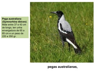pegas australianas,
Pega australiana
(Gymnorhina tibicen).
Mide entre 37 e 43 cm
de longo, ten unha
envergadura de 65 a
85 cm e un peso de
220 a 350 gr.
 