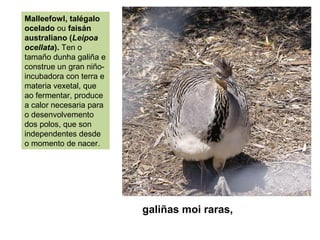 Malleefowl, talégalo
ocelado ou faisán
australiano (Leipoa
ocellata). Ten o
tamaño dunha galiña e
construe un gran niño-
incubadora con terra e
materia vexetal, que
ao fermentar, produce
a calor necesaria para
o desenvolvemento
dos polos, que son
independentes desde
o momento de nacer.
galiñas moi raras,
 