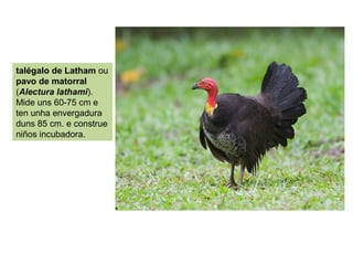 talégalo de Latham ou
pavo de matorral
(Alectura lathami).
Mide uns 60-75 cm e
ten unha envergadura
duns 85 cm. e construe
niños incubadora.
 