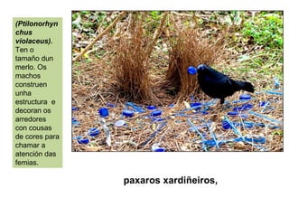 paxaros xardiñeiros,
(Ptilonorhyn
chus
violaceus).
Ten o
tamaño dun
merlo. Os
machos
construen
unha
estructura e
decoran os
arredores
con cousas
de cores para
chamar a
atención das
femias.
 
