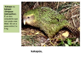 kakapús,
Kakapo ou
kakapú
(Strigops
habroptilus).
É un loro
corpulento que
non pode voar.
Mide 60 cm e
pesa entre 2 e
4 kg
 