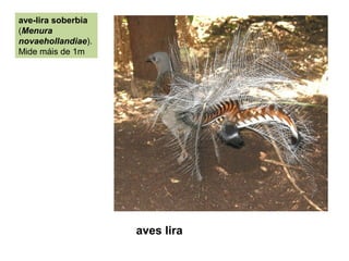 ave-lira soberbia
(Menura
novaehollandiae).
Mide máis de 1m
aves lira
 
