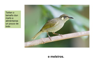 e meleiros.
Teñen o
tamaño dun
merlo e
aliméntanse
un pouco de
todo
 