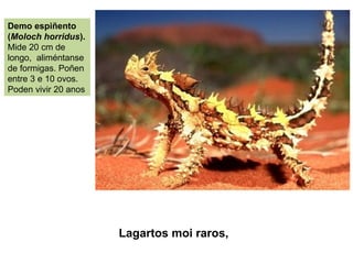 Lagartos moi raros,
Demo espiñento
(Moloch horridus).
Mide 20 cm de
longo, aliméntanse
de formigas. Poñen
entre 3 e 10 ovos.
Poden vivir 20 anos
 