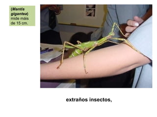 extraños insectos,
(Mantis
gigantea)
mide máis
de 15 cm.
 