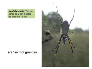 arañas moi grandes
Nephila edulis. Ten un
corpo de 3 cm e patas
de máis de 10 cm.
 