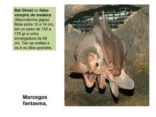 Bat Ghost ou falso
vampiro de madeira
(Macroderma gigas).
Mide entre 10 e 14 cm,
ten un peso de 130 a
170 gr e unha
envergadura de 60
cm. Ten as orellas e
os e os ollos grandes.
Morcegos
fantasma,
 