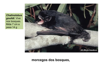 Chalinolobus
gouildi. Vive
nos bosques.
Mide 7 cm e
pesa 14 g
morcegos dos bosques,
 
