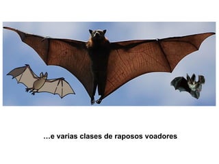 …e varias clases de raposos voadores
 