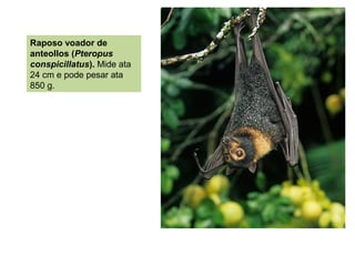 Raposo voador de
anteollos (Pteropus
conspicillatus). Mide ata
24 cm e pode pesar ata
850 g.
 