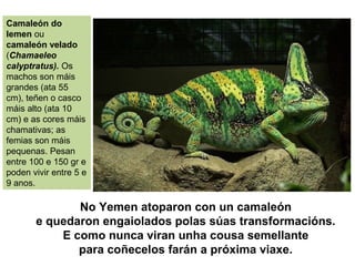 No Yemen atoparon con un camaleón
e quedaron engaiolados polas súas transformacións.
E como nunca viran unha cousa semellante
para coñecelos farán a próxima viaxe.
Camaleón do
Iemen ou
camaleón velado
(Chamaeleo
calyptratus). Os
machos son máis
grandes (ata 55
cm), teñen o casco
máis alto (ata 10
cm) e as cores máis
chamativas; as
femias son máis
pequenas. Pesan
entre 100 e 150 gr e
poden vivir entre 5 e
9 anos.
 