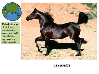 os cabalos,
Cabalo árabe:
Áxil, forte,
resistente e
veloz; co perfil
da cabeza
cóncavo e o
rabo erguido.
 