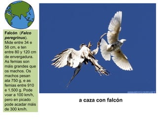 a caza con falcón
Falcón (Falco
peregrinus).
Mide entre 34 e
58 cm, e ten
entre 80 y 120 cm
de envergadura.
As femias son
máis grandes que
os machos. Os
machos pesan
ata 750 g, e as
femias entre 910
e 1.500 g. Pode
voar a 100 km/h,
pero en picado
pode acadar máis
de 300 km/h.
 