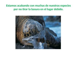 Estamos acabando con muchas de nuestras especies
por no tirar la basura en el lugar debido.
 