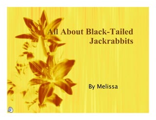 All About Black-Tailed
           Jackrabbits




          By Melissa
 