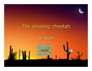 The amazing cheetah

      By: Noah
 