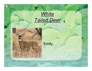 White
Tailed Deer



   Emily
 