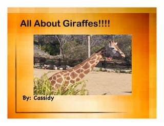 All About Giraffes!!!!




By: Cassidy
 