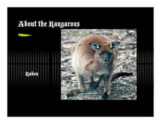 About the Kangaroos




 Ruben
 