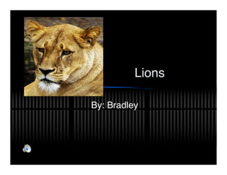 Lions

By: Bradley
 