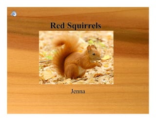Red Squirrels
Jenna
 