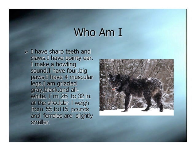 5 S Wolf PPT 5-s-wolf-ppt