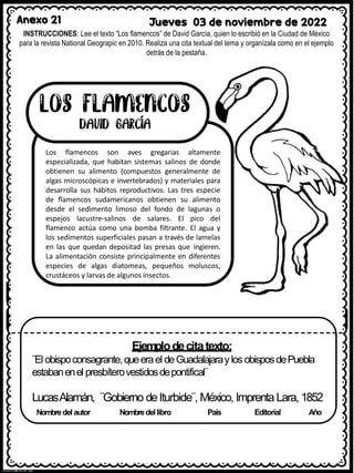 Anexo 21 Jueves 03 de noviembre de 2022
INSTRUCCIONES: Lee el texto “Los flamencos” de David García, quien lo escribió en la Ciudad de México
para la revista National Geograpic en 2010. Realiza una cita textual del tema y organízala como en el ejemplo
detrás de la pestaña.
Los flamencos son aves gregarias altamente
especializada, que habitan sistemas salinos de donde
obtienen su alimento (compuestos generalmente de
algas microscópicas e invertebrados) y materiales para
desarrolla sus hábitos reproductivos. Las tres especie
de flamencos sudamericanos obtienen su alimento
desde el sedimento limoso del fondo de lagunas o
espejos lacustre-salinos de salares. El pico del
flamenco actúa como una bomba filtrante. El agua y
los sedimentos superficiales pasan a través de lamelas
en las que quedan depositad las presas que ingieren.
La alimentación consiste principalmente en diferentes
especies de algas diatomeas, pequeños moluscos,
crustáceos y larvas de algunos insectos.
I
I I
Ejemplodecitatexto:
¨El obispoconsagrante,queerael deGuadalajaraylos obisposdePuebla
estabanenel presbíterovestidosdepontifical¨
LucasAlamán, ¨Gobierno deIturbide¨, México, Imprenta Lara, 1852
Nombredel autor Nombredel libro País Editorial Año
 