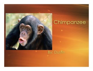 Chimpanzee




By: Dustin
 