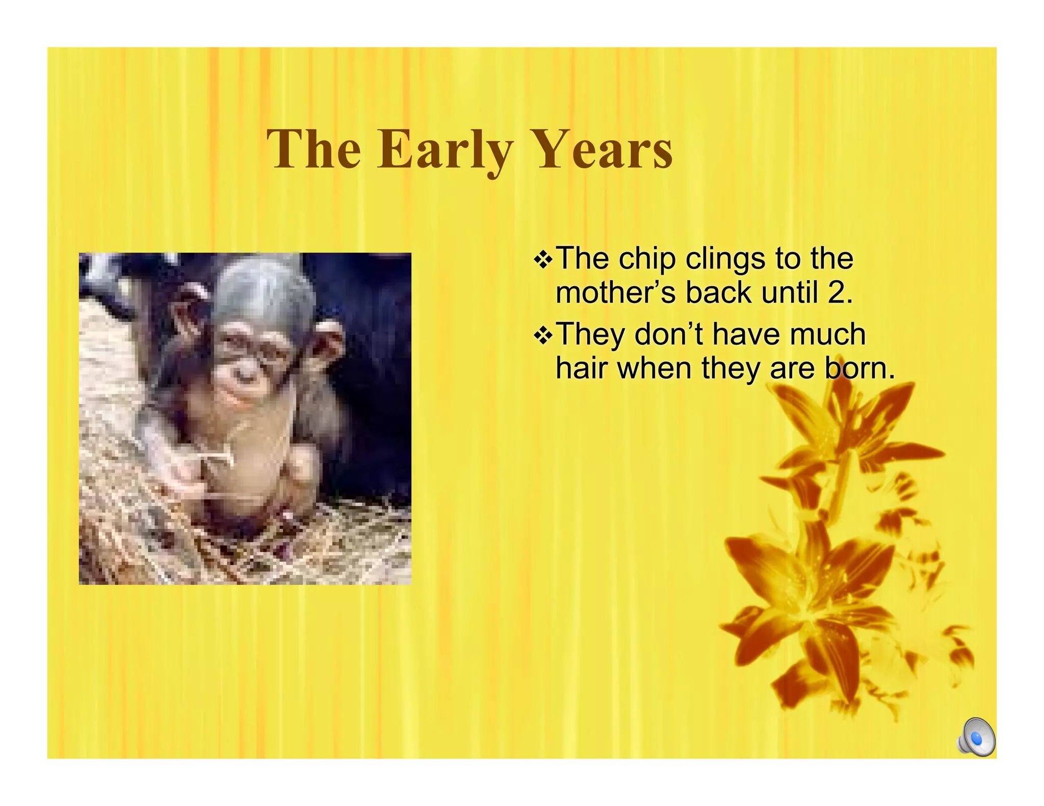 The Early Years
The chip clings to the
mother’s back until 2.
They don’t have much
hair when they are born.
 