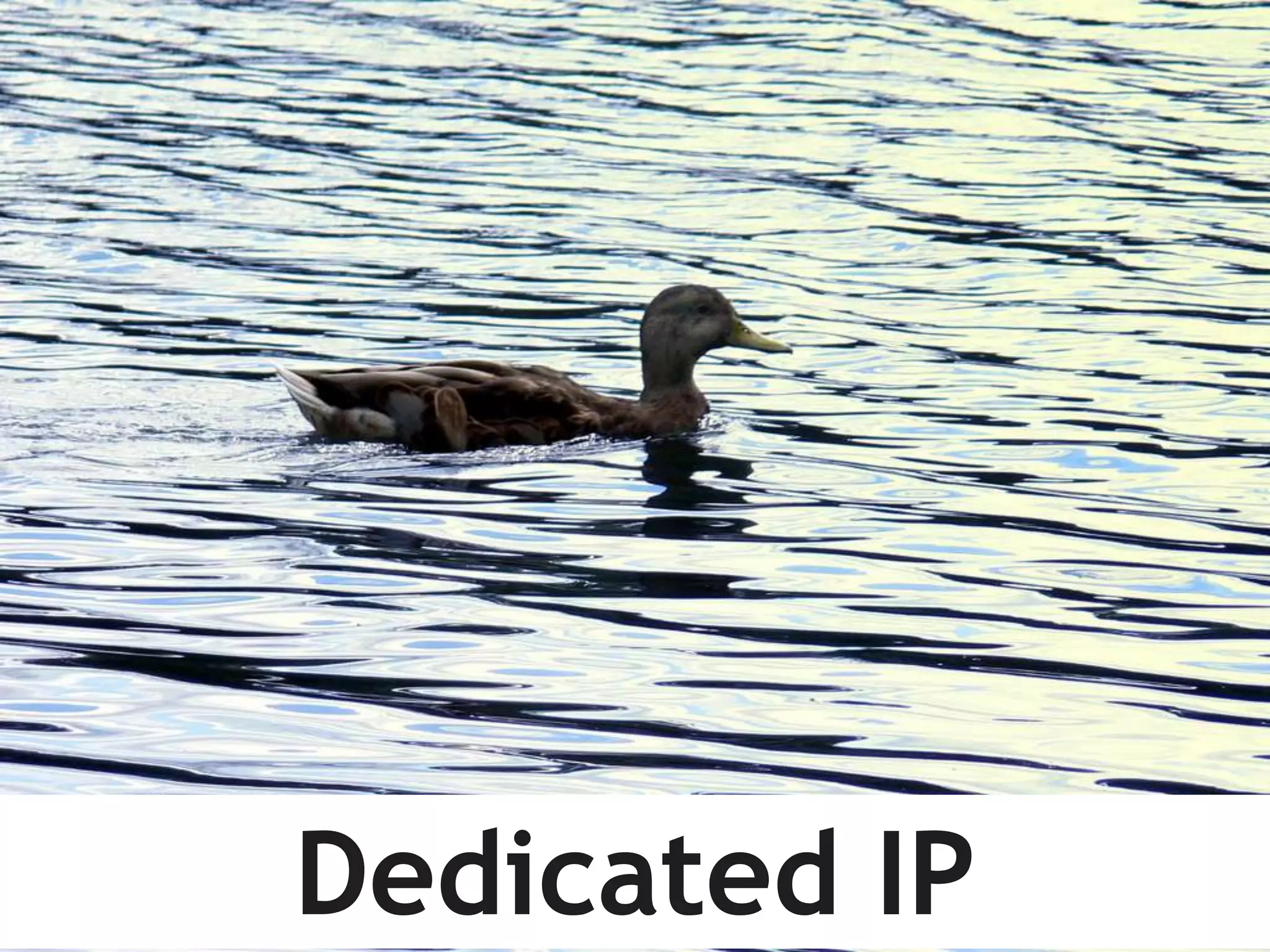 Dedicated IP

 