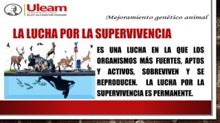 LA LUCHA POR LA SUPERVIVENCIA
ES UNA LUCHA EN LA QUE LOS
ORGANISMOS MÁS FUERTES, APTOS
Y ACTIVOS, SOBREVIVEN Y SE
REPRODUCEN. LA LUCHA POR LA
SUPERVIVENCIA ES PERMANENTE.
 