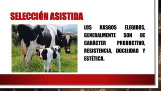 SELECCIÓN ASISTIDA
LOS RASGOS ELEGIDOS,
GENERALMENTE SON DE
CARÁCTER PRODUCTIVO,
RESISTENCIA, DOCILIDAD Y
ESTÉTICA.
 